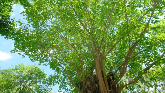 夏天阳光 树枝 菩提树 树荫