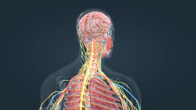 医学人体解剖人体奥秘人体大脑肺部神经动画