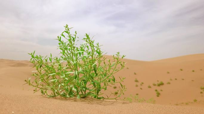 沙漠 植物 治沙 希望 生命 节约用水