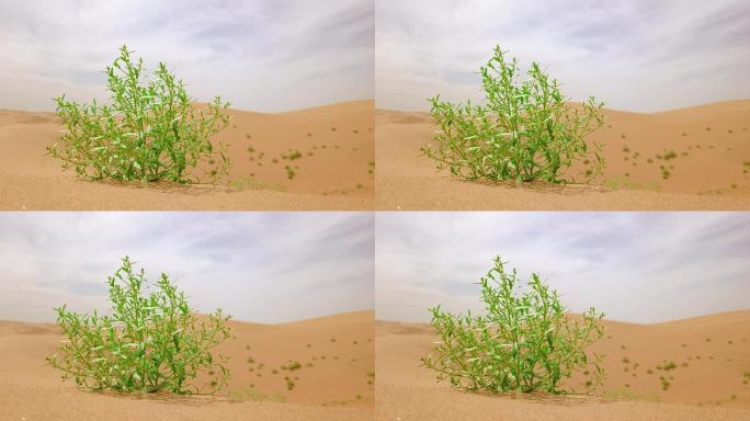 沙漠 植物 治沙 希望 生命 节约用水