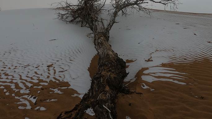 沙漠中枯死的树