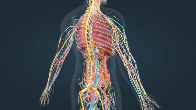 3D三维人体解剖动画