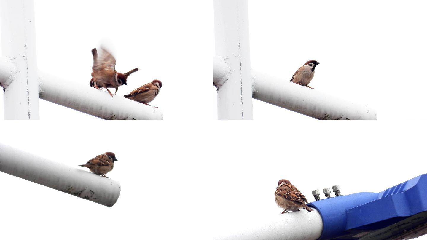 麻雀雏鸟喂养方法 | 多鸟元素