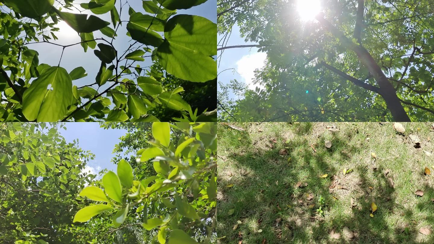 盛夏绿色植物蝉叫虫鸣夏风树叶随风白云光环