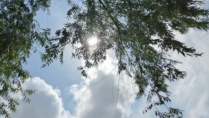 杨柳树唯美阳光明媚的逆光植物树木树叶光影