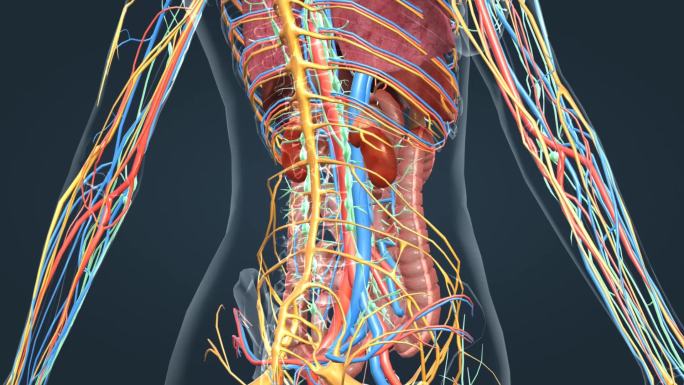 三维人体解剖重要器官消化泌尿呼吸三维动画