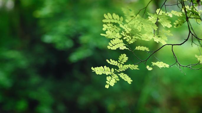 阳光绿植树叶意境光影唯美绿植写意镜头组