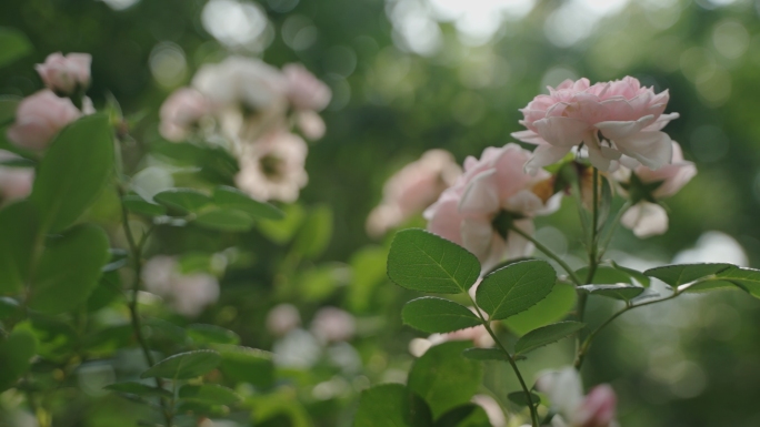 阳光下灿烂的花朵