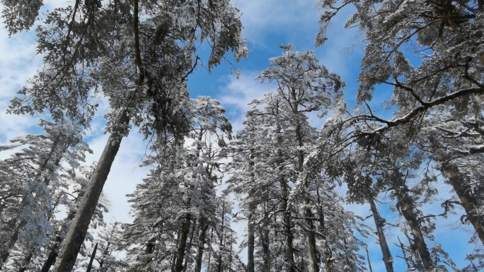 四川洪雅瓦屋山冰雪风光，瓦屋山云海雪景