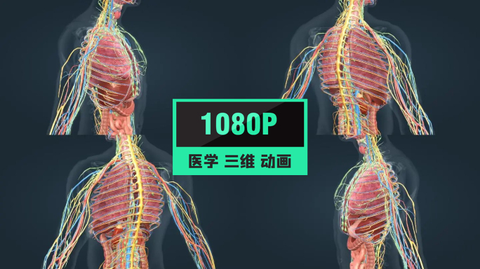 人体解剖三维动画肺部肝心脏胃肠道肾脏疾病