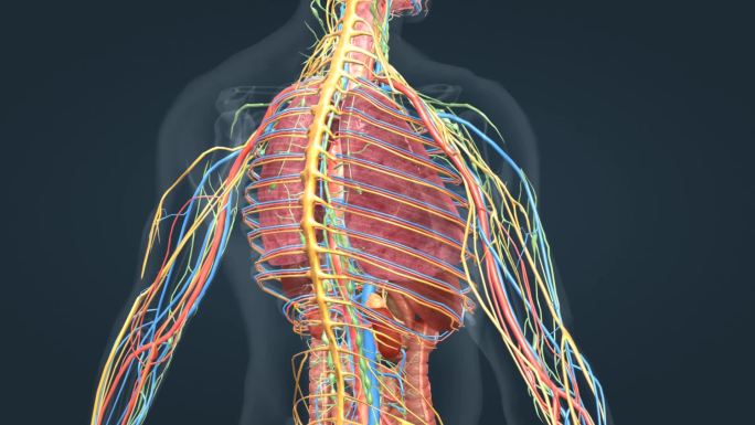 人体解剖三维动画肺部肝心脏胃肠道肾脏疾病