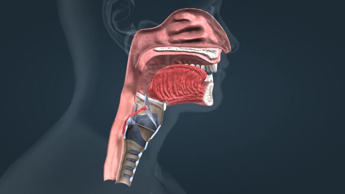 消化系统人体解剖口腔食管肠道胃三维人动画