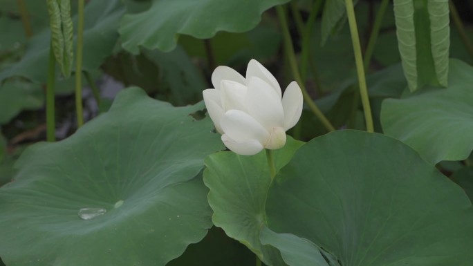 昆山 锦溪 苏州 江南 水乡 宣传