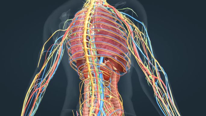 医学人体奥秘人体解剖器官心脏肝脏三维动画