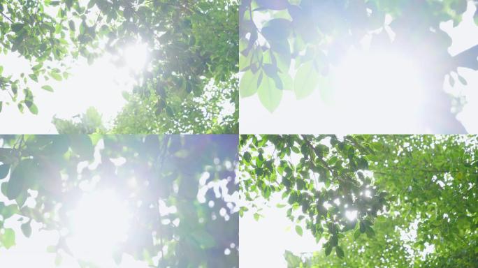清爽夏天-夏日炎热 -树叶空镜头4k