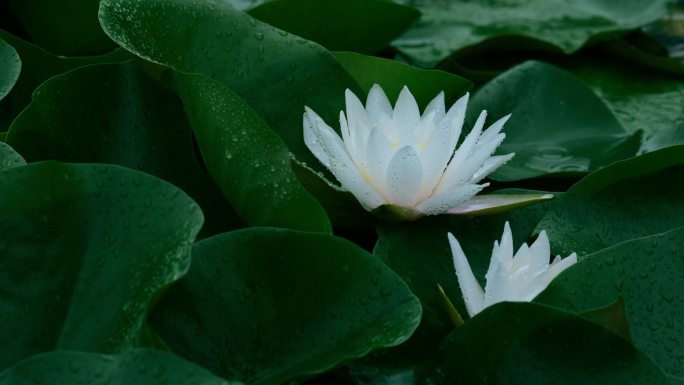 雨中莲花开放 荷叶上的水珠 莲花瓣上雨滴