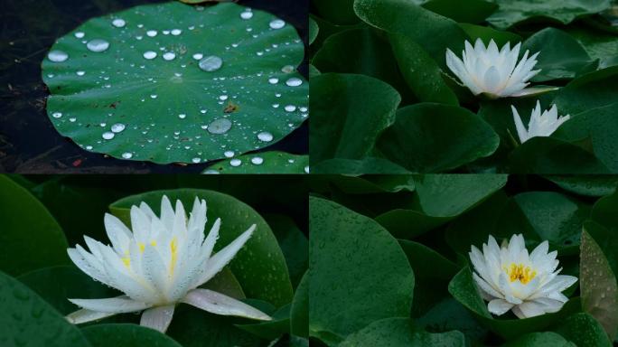 雨中莲花开放 荷叶上的水珠 莲花瓣上雨滴