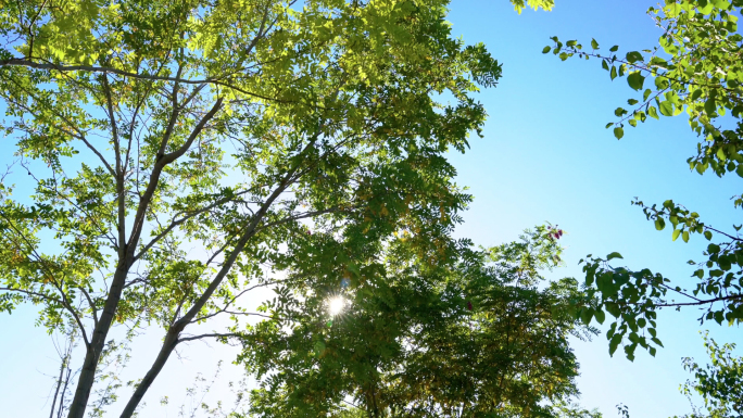 夏天阳光穿过树叶清新合集