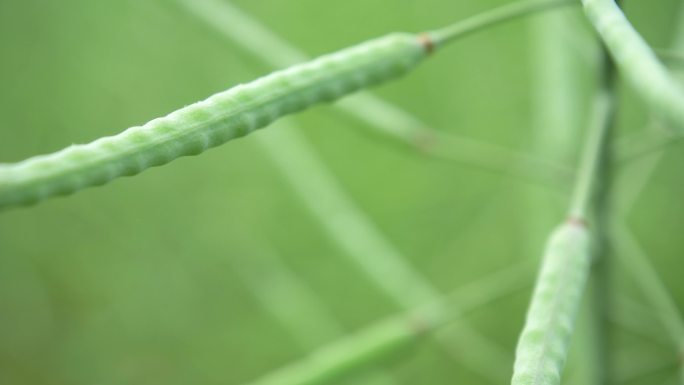 成熟的油菜花果夹