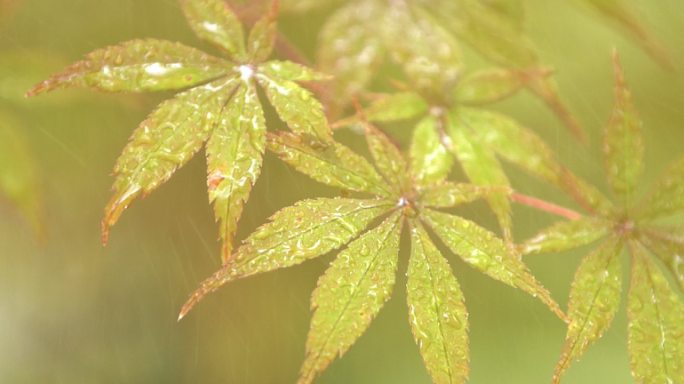 大自然植物 森林树叶 升格 水滴露水