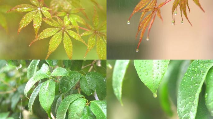 大自然植物 森林树叶 升格 水滴露水