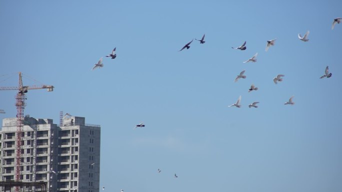 鸽子天空飞翔慢速实拍素材