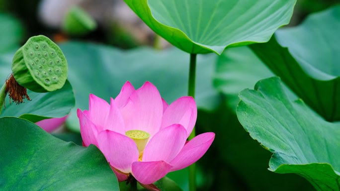 荷花荷叶露水合集