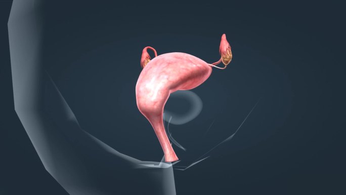 医学人体女性生殖器官卵巢子宫三维动画