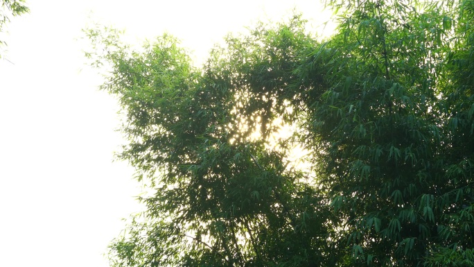 竹叶 阳光 逆光  大自然森林阳光