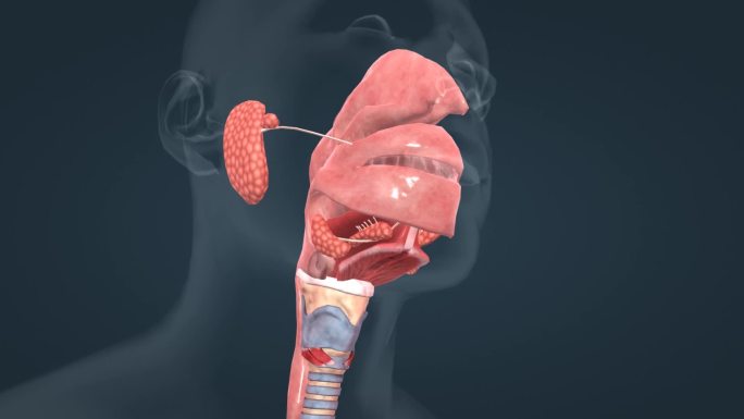 口腔咽食道消化系统人体解剖三维动画