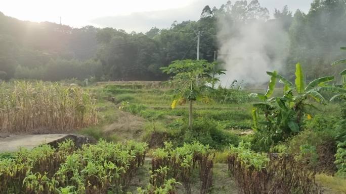 山村傍晚时分夕阳西下逆光植物光影炊烟袅袅