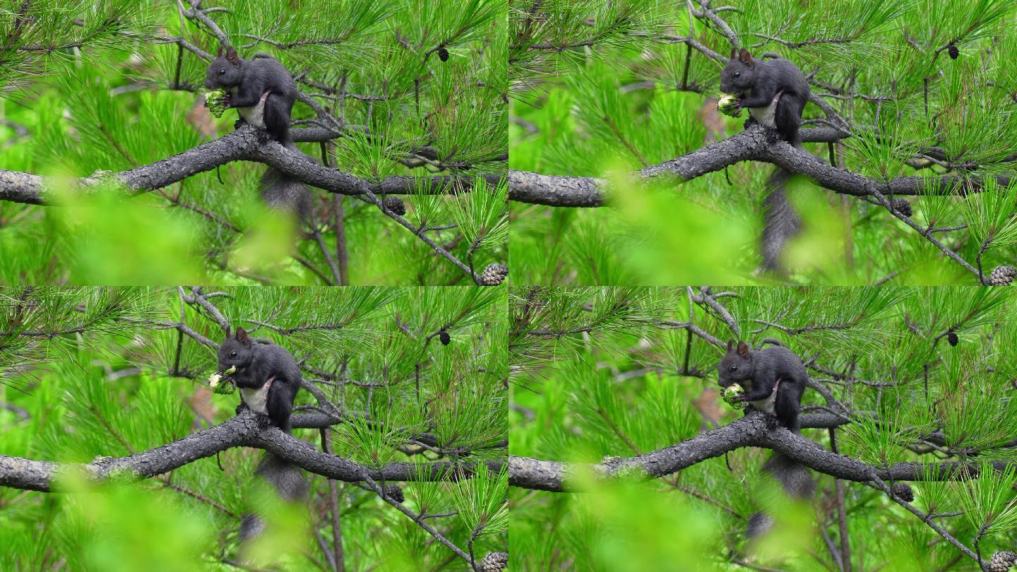 春夏绿树森林树林动物松鼠吃松果食物树枝