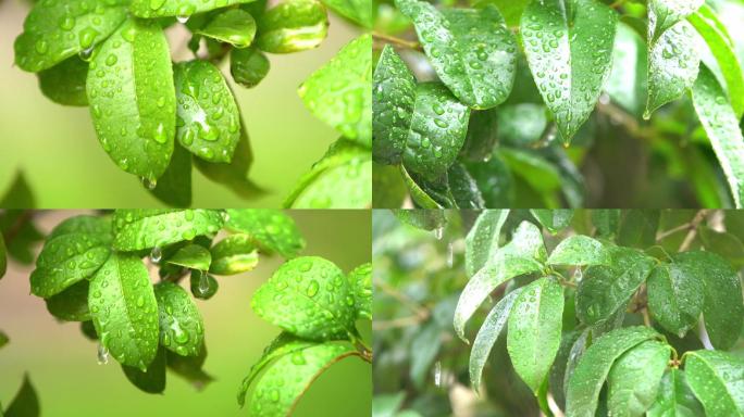 大自然森林  水滴树叶 雨后清新