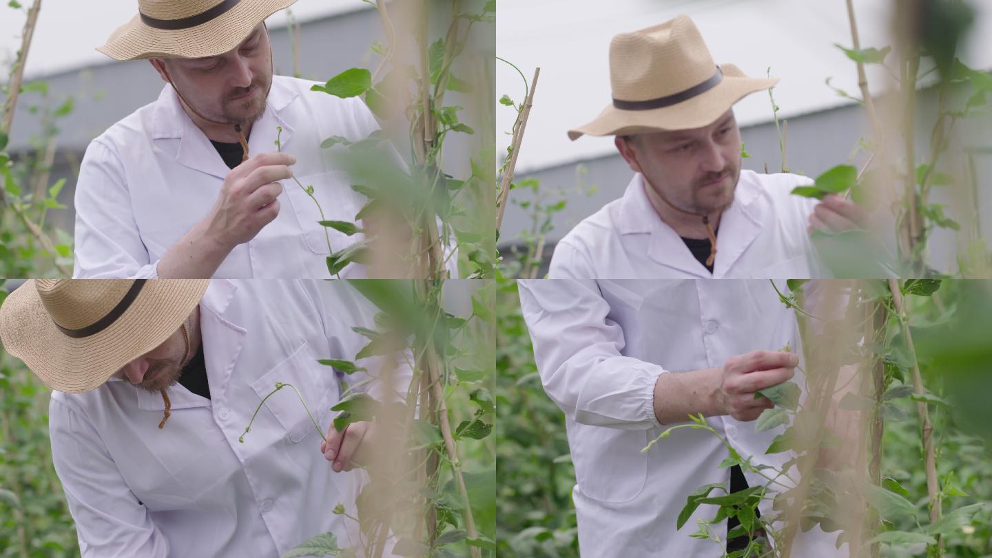 4K 穿白大褂的外国农业专家查看蔬菜病虫