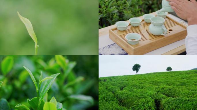 茶园里泡茶茶叶喝茶