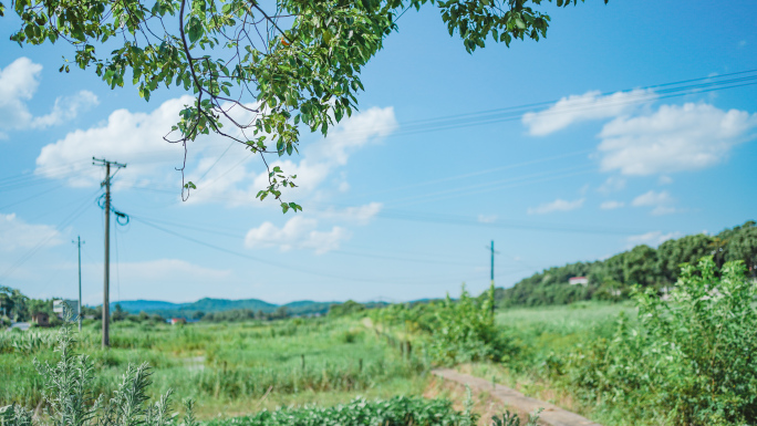 夏天乡村风景