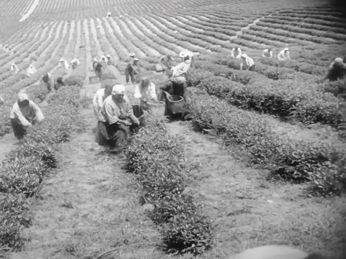 茶农采茶 采茶农   苏联集体农场