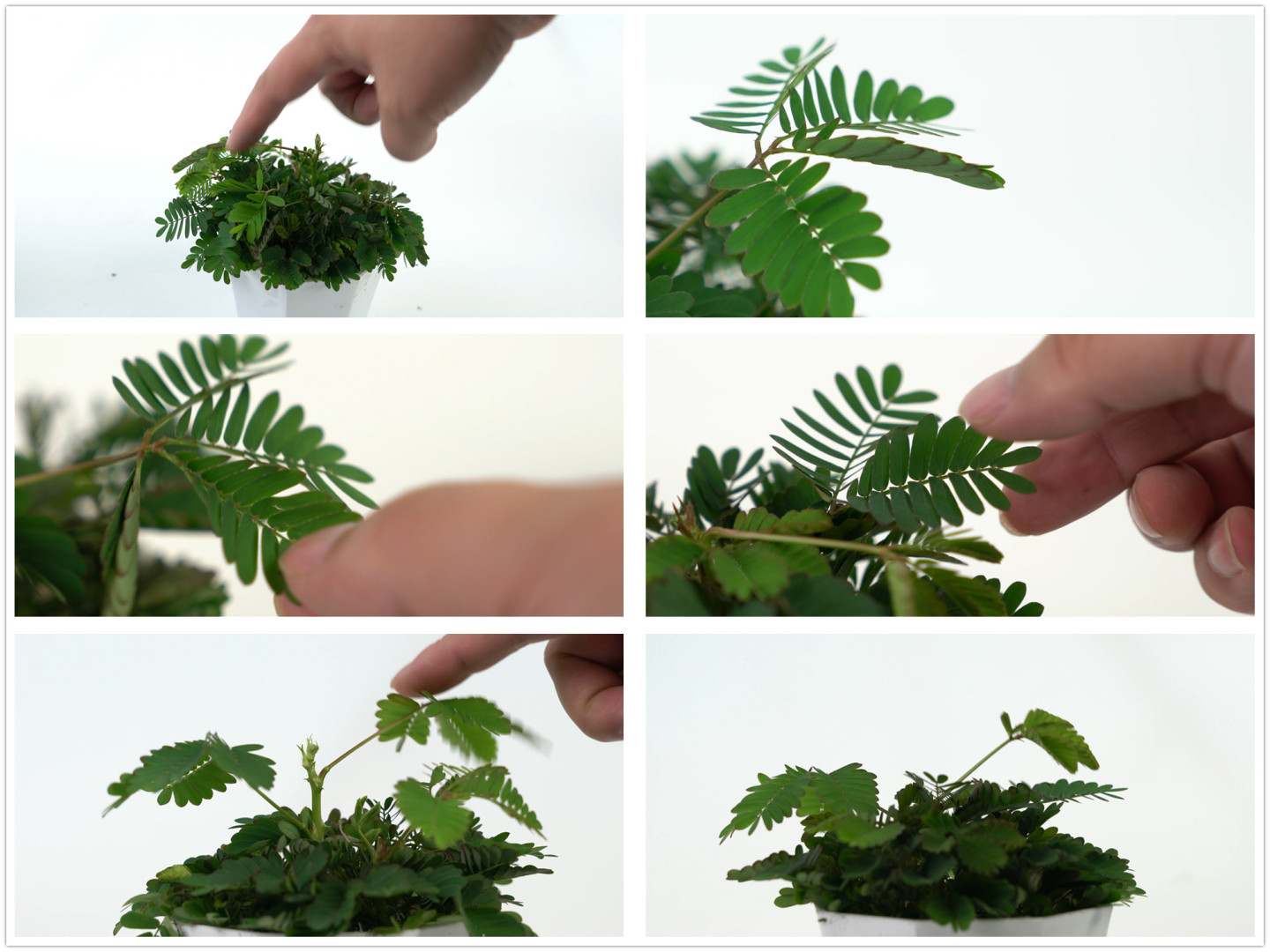 实拍含羞草生长与反应