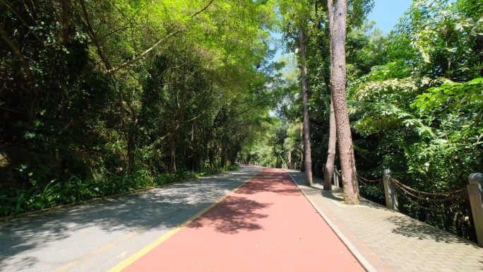 景区步道林荫小道