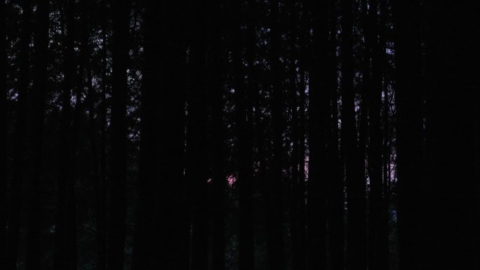 傍晚幽暗的森林