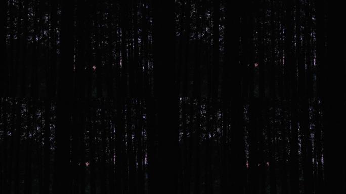傍晚幽暗的森林
