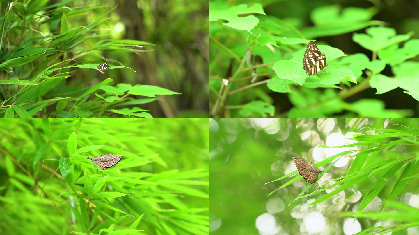 4k夏日炎炎的树叶上的蝴蝶