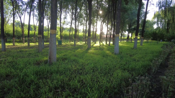 树林光影早晨公园花园清新唯美光晕绿地绿色