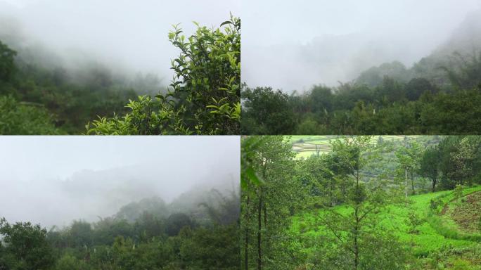 雨后山林