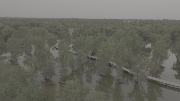 塔里木河上游的胡杨林（航拍高清）
