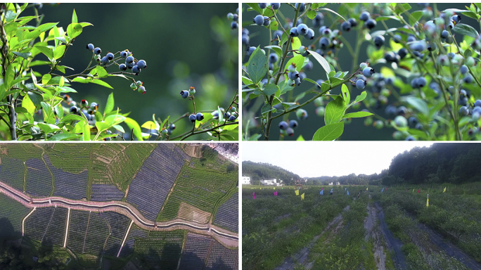 蓝莓园种植基地