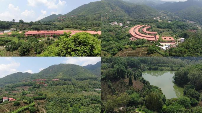 梅州雁南飞茶田景区