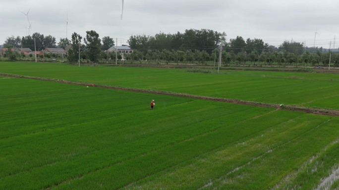 4K航拍在稻田里撒化肥的农民