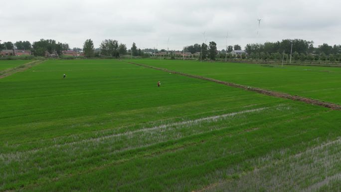 4K航拍在稻田里撒化肥的农民