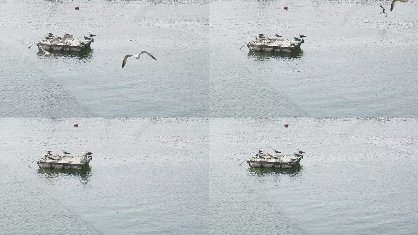 木筏上的海鸥